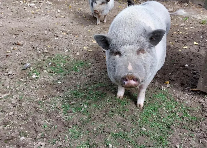 Hébergement de vacances L' Epi De Blé Lacres